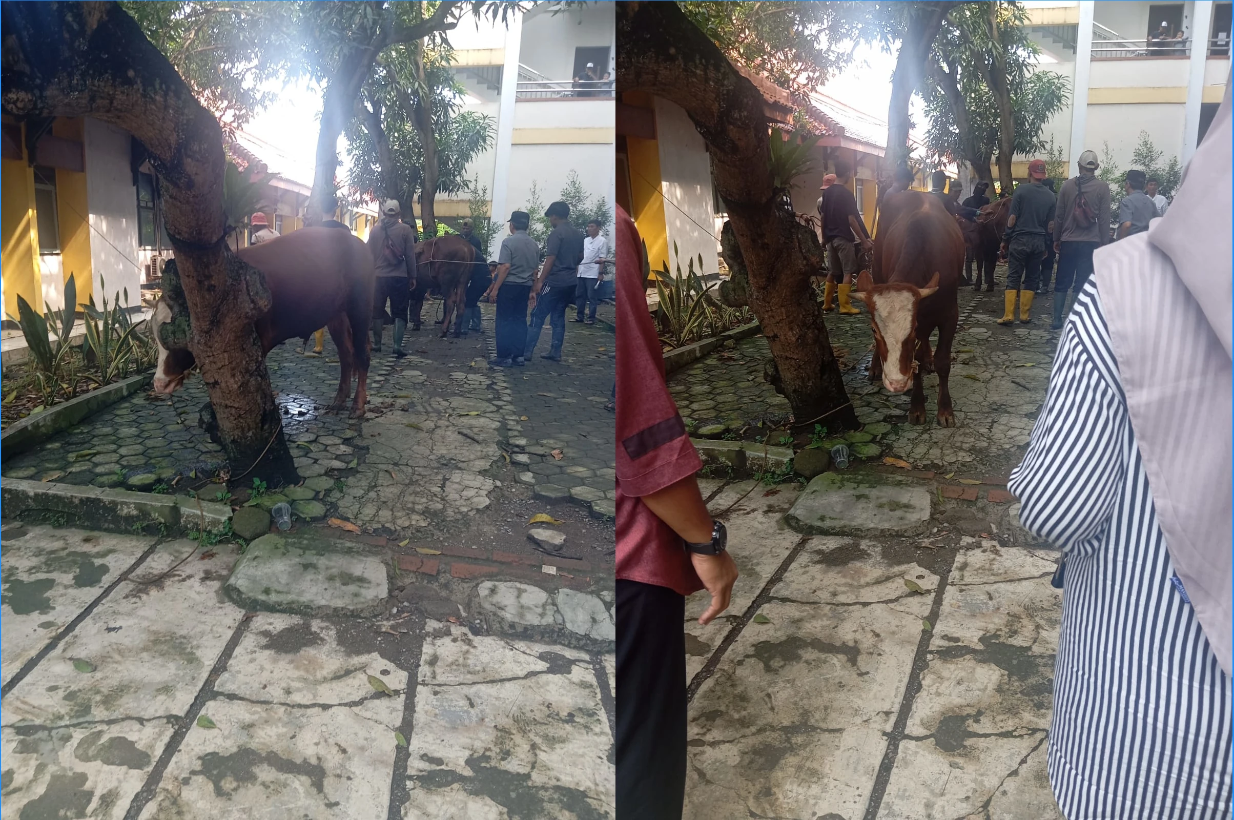 idul_adha04_kurban