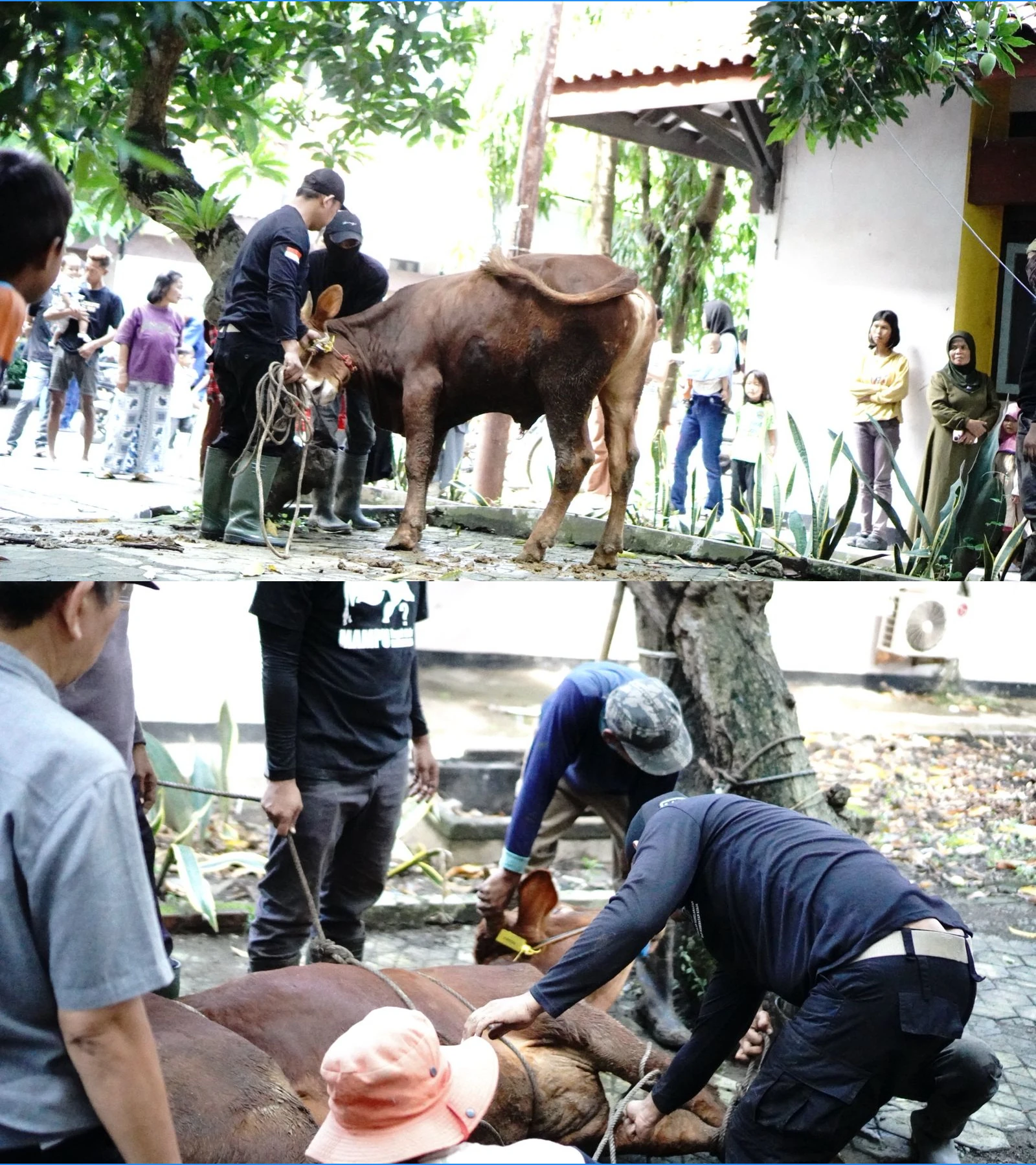 idul_adha06_siap_potong